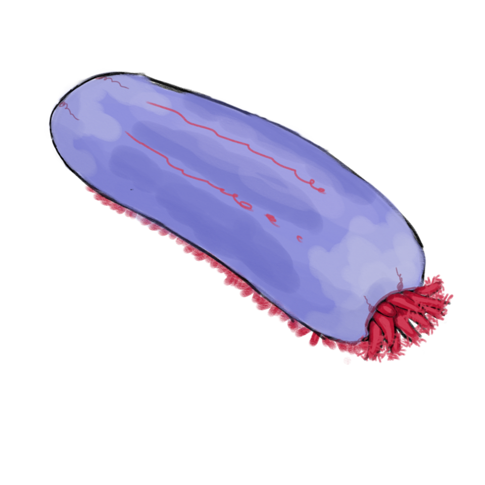 Fayl:Porosothyone (inaccurate).png
