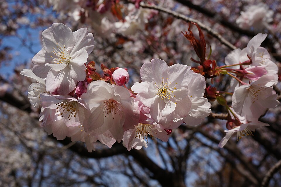 Fayl:Prunus 'Taoyame' タオヤメ 2.jpg