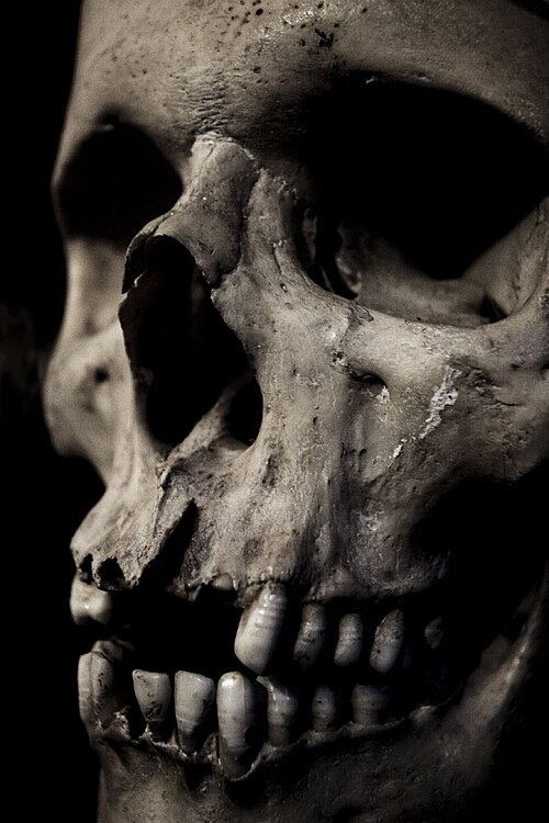 Fayl:Skullclose.jpg