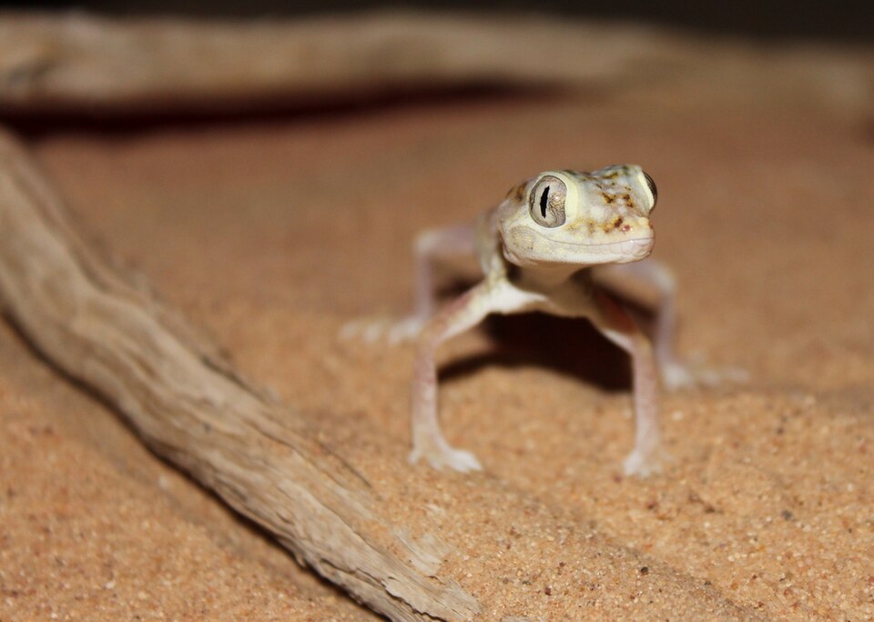 Fayl:Stenodactylus doriae.JPG