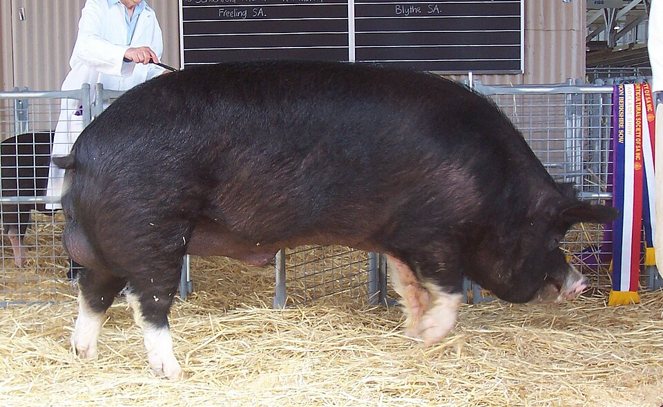 Fayl:Adelaide champion Berkshire boar 2005.jpg