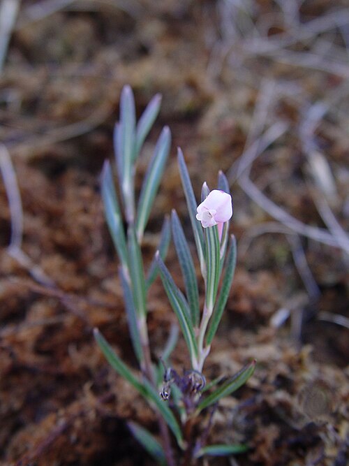 Fayl:Andromeda polifolia bloom.jpg
