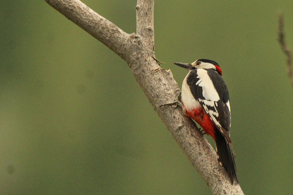 Fayl:Dendrocopos leucopterus 399366469.jpg