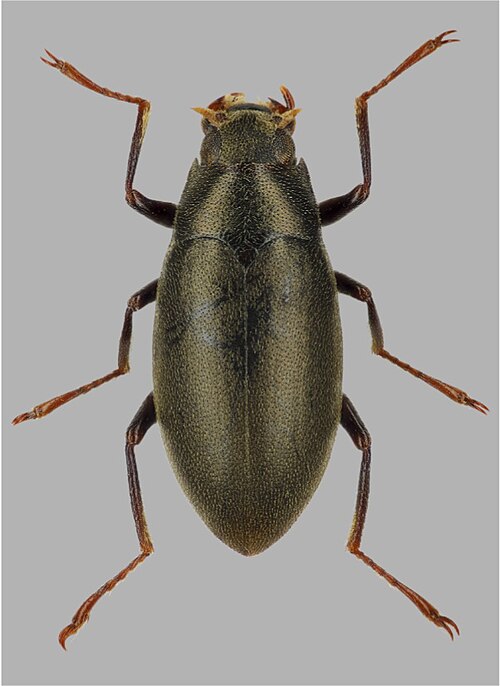 Fayl:Elmomorphus siamensis.jpg