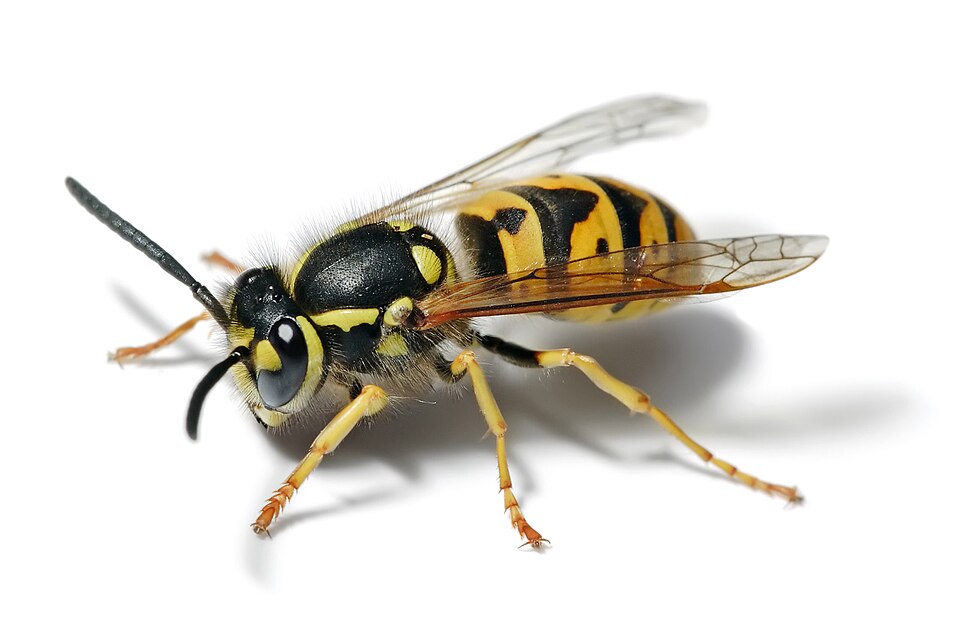 Fayl:European wasp white bg.jpg
