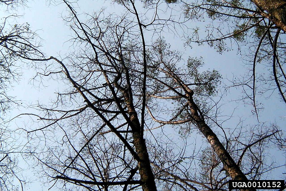 Fayl:Iridopsis pergracilis damage2.jpg