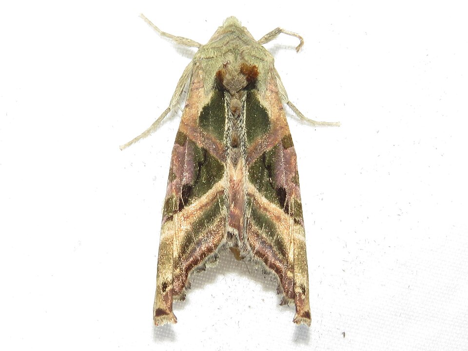 Fayl:Phlogophora iris.jpg