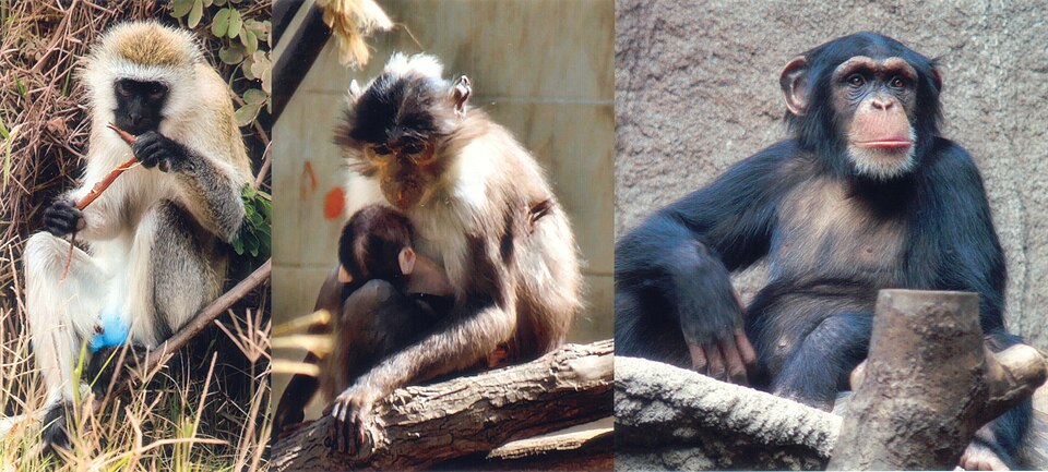 Fayl:SIV primates.jpg