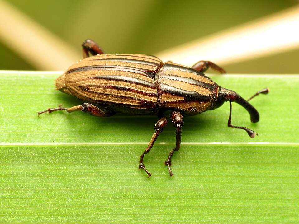 Fayl:Sphenophorus villosiventris.jpg