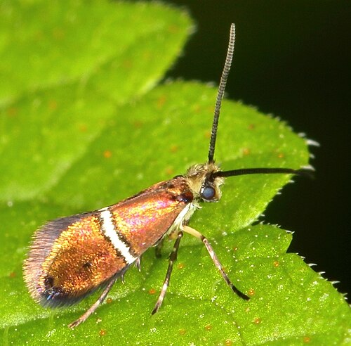 Agrionympha