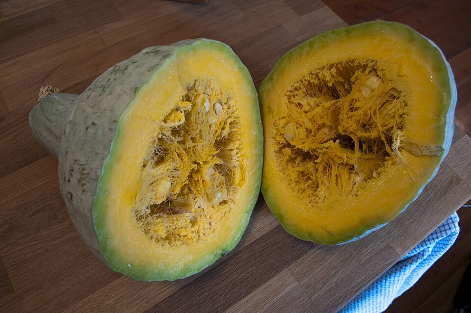 Fayl:Blue hubbard squash.jpg