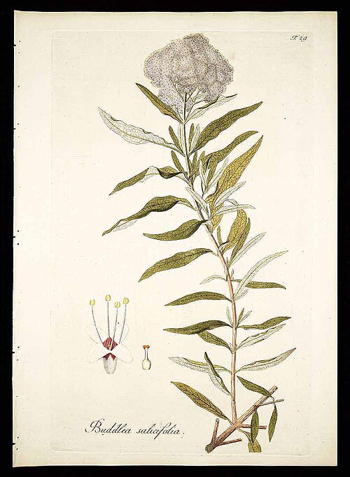 Fayl:Buddleja saligna01.jpg