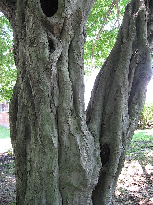 Fayl:CarpinusBetulusBark.jpg