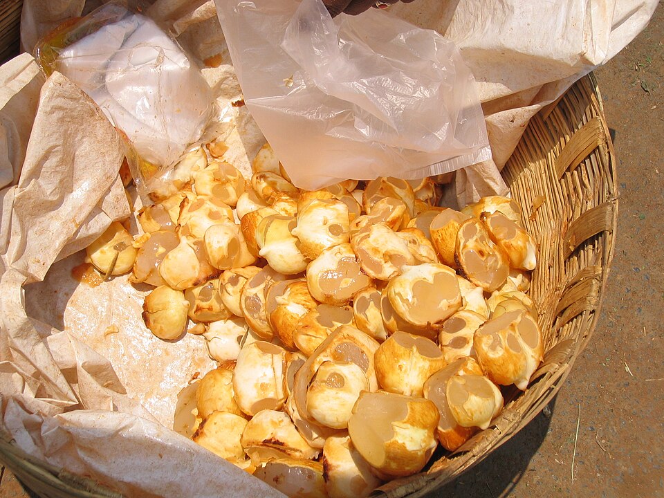 Fayl:Chestnut in Guntur.jpg