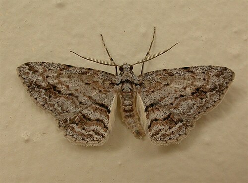Didymoctenia