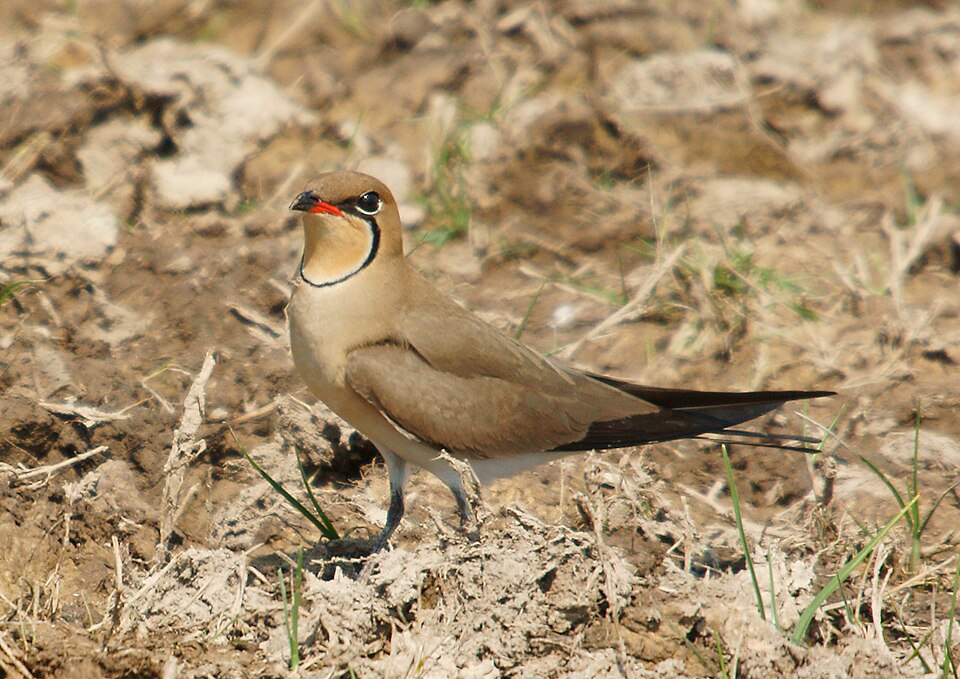 Fayl:Glareola pratincola on ground.jpg