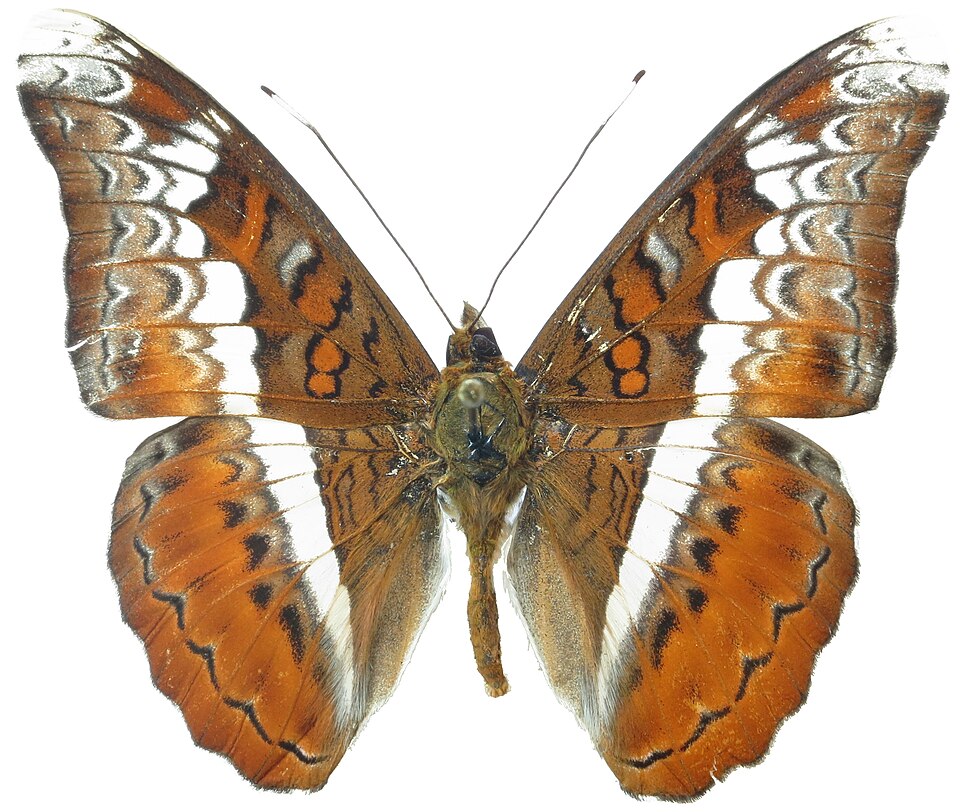 Fayl:Lebadea martha.jpg