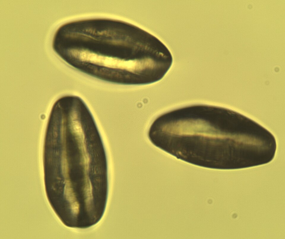 Fayl:Viola odorata Pollen 400x.jpg