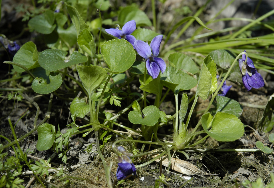 Fayl:Viola odorata whole.png