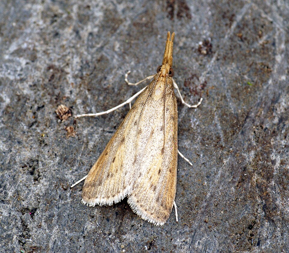 Fayl:(1328) Schoenobius gigantella male (7598907804).jpg
