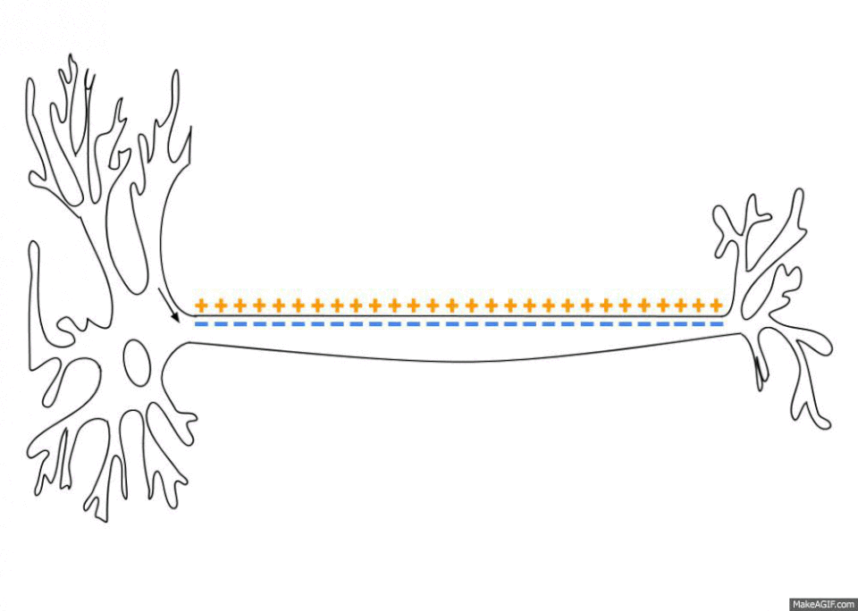 Fayl:Action Potential.gif
