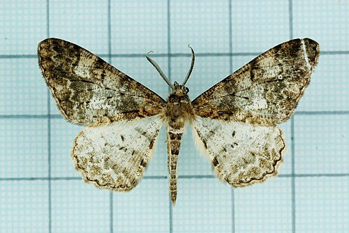 Alcis admissaria