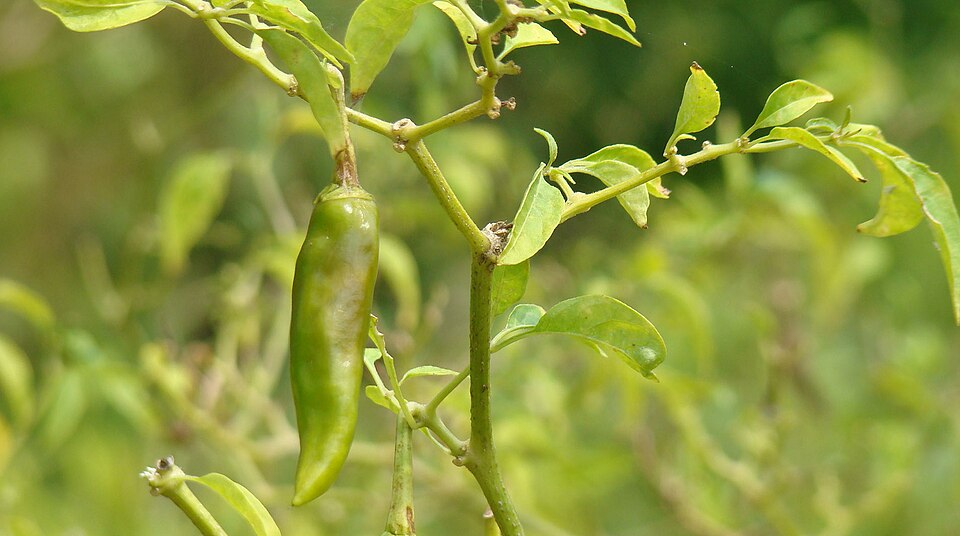 Fayl:Chili pepper.jpg