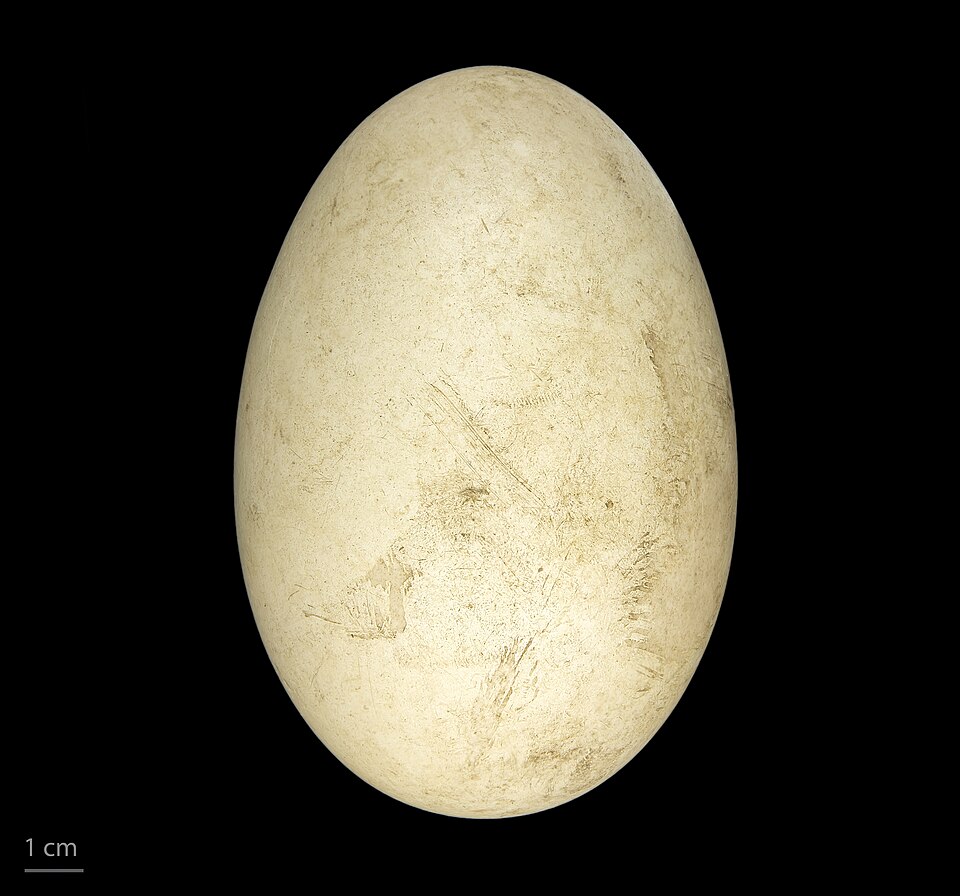Fayl:Cygnus melancoryphus MHNT.ZOO.2010.11.11.1.jpg