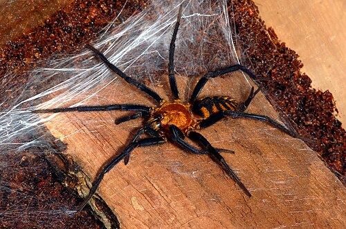 Dipluridae