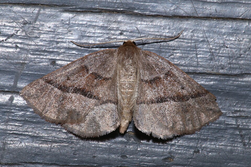 Fayl:Metarranthis warneri.jpg