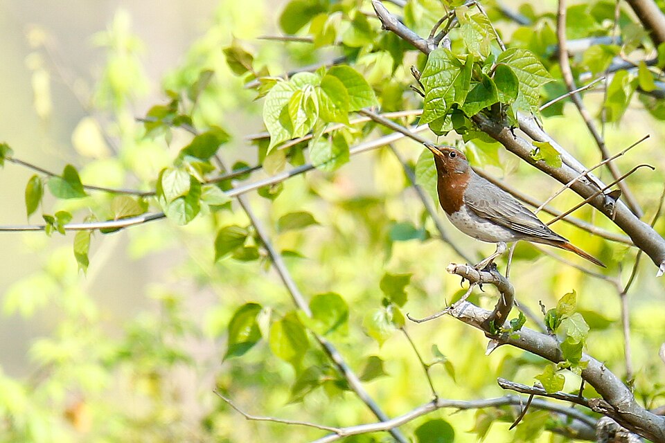 Fayl:Red-throated thrush in Nepal (1).jpg