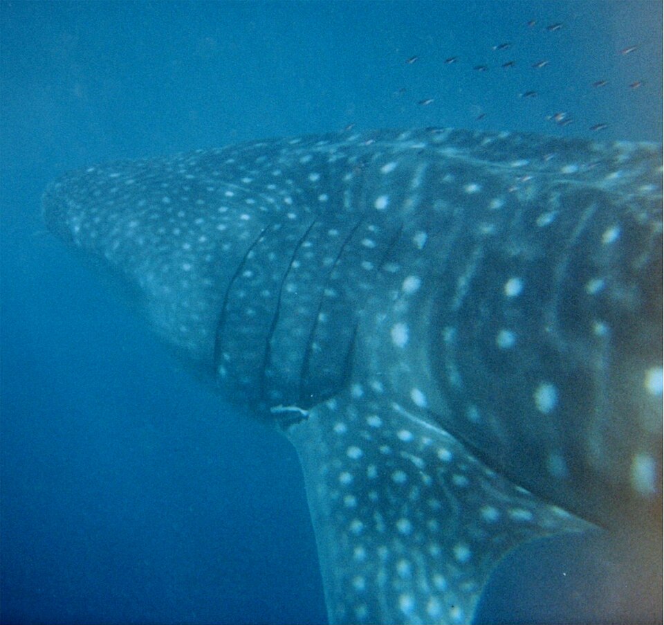Fayl:Whale shark Australia.jpg