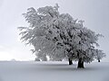 00:13, 2005-yil 11-sentyabr dagi versiya uchun tasvir