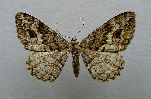 Alcis bastelbergeri