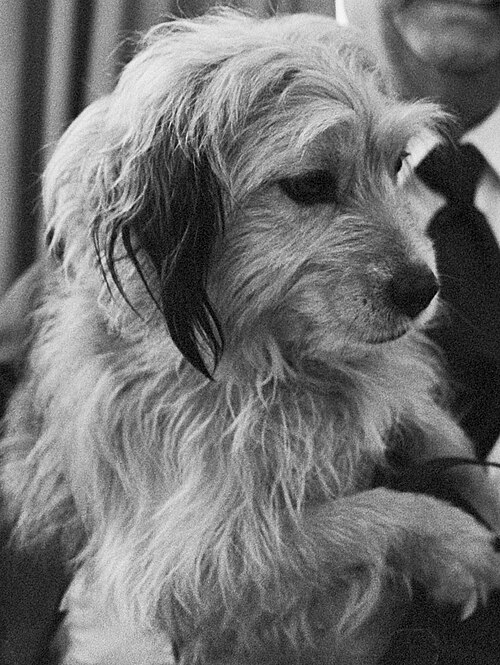 Fayl:Benji 1979e.jpg