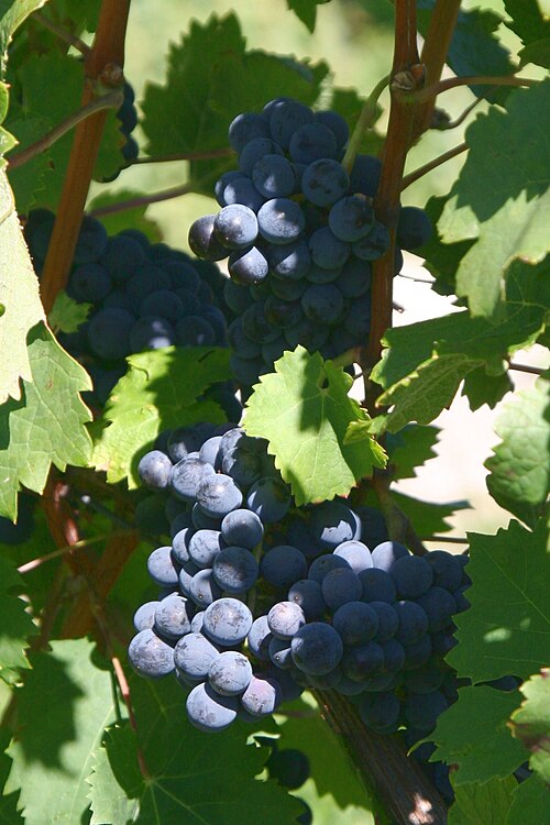 Fayl:Cabernet Franc Weinsberg 20060909.jpg