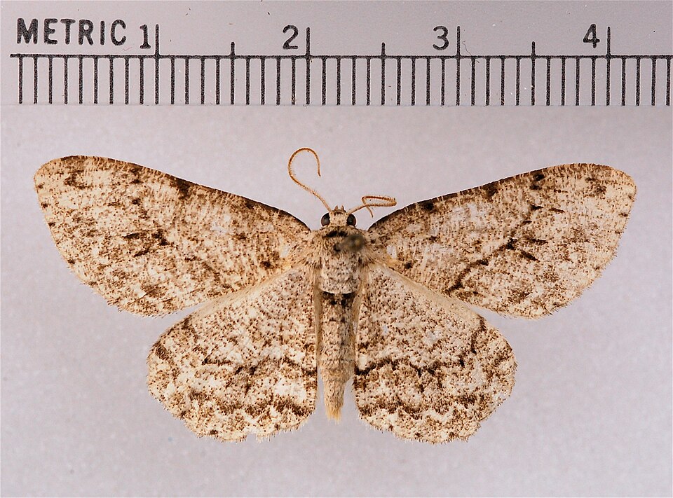 Fayl:Ectropis crepuscularia.jpg