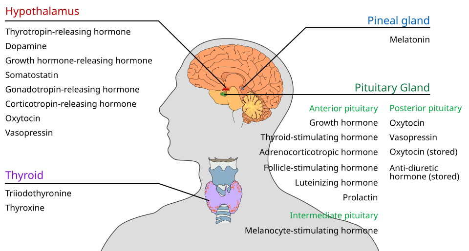 Fayl:Endocrine central nervous en.svg