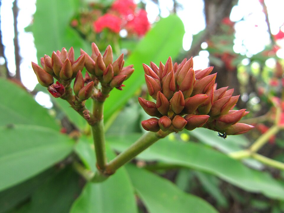 Fayl:Euphorbia milii buds.jpg