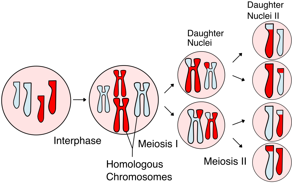 Fayl:Meiosis Overview new.svg
