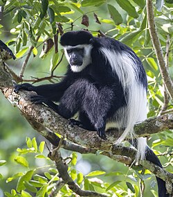 Colobus guereza