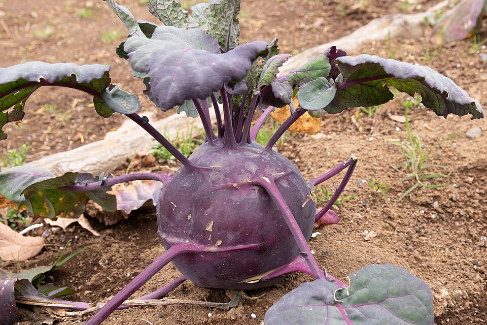 Fayl:Brassica oleracea var. gongylodes 02.jpg