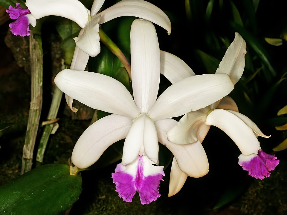 Fayl:Cattleya intermedia Orchi 039.jpg