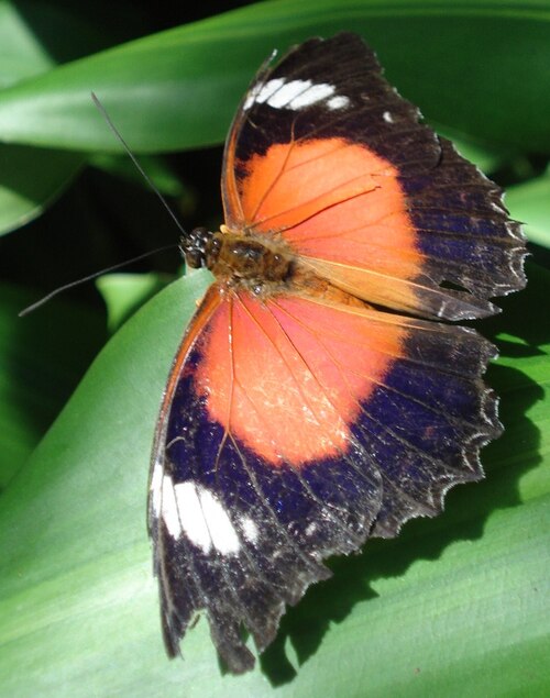 Fayl:Cethosia cydippe ssp. chrysippe.JPG