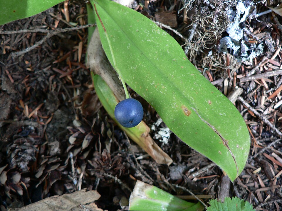 Fayl:Clintonia uniflora 26301.JPG