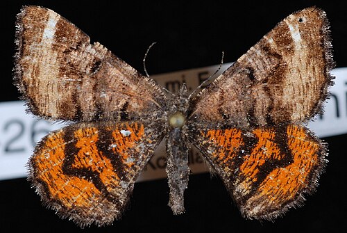 Dasyfidonia avuncularia
