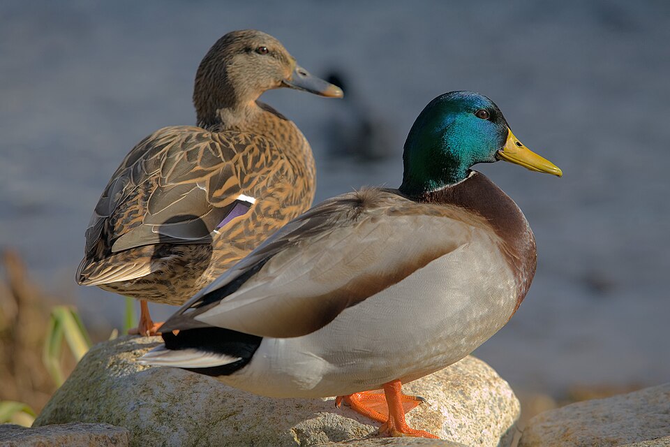 Fayl:Ducks in plymouth, massachusetts.jpg
