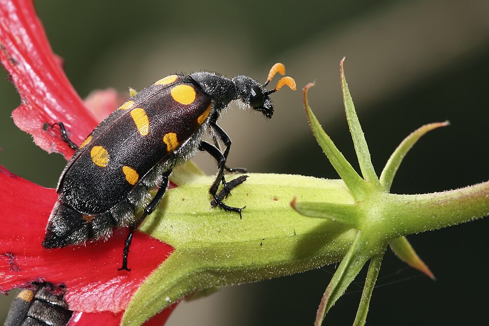 Fayl:Hycleus lugens, Meloidae.jpg