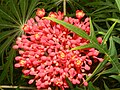 El Crucero, Managua, Nikaraguadagi Jatropha multifida gullari va barglari.