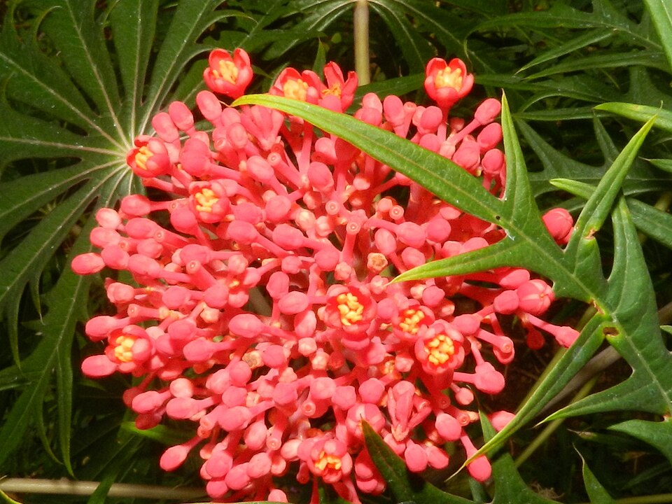 Fayl:Jatropha multifida 4.JPG